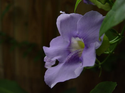 Thunbergia