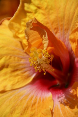 Irene Collins Hibiscus