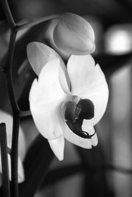 Black and White Flowers