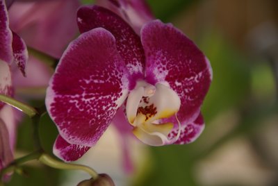 Orchid