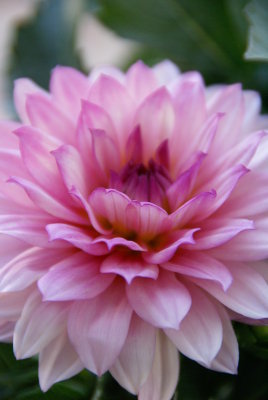 Dahlia