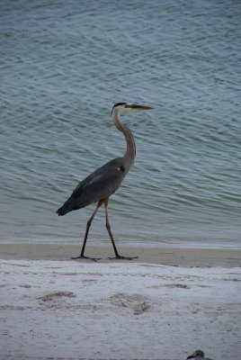 Naples, Florida