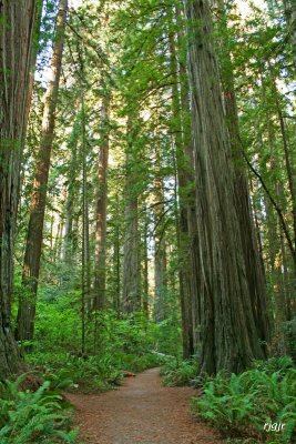 Jedediah Smith  Redwoods State Park