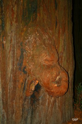 Redwood Burl