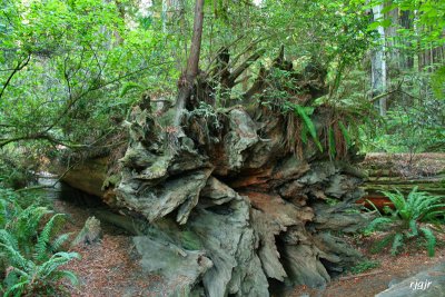 Jedediah Smith  Redwoods State Park