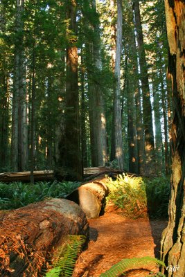 Jedediah Smith  Redwoods State Park