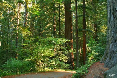 Jedediah Smith  Redwoods State Park