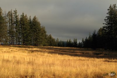 Wildhorse Meadow, Kalmiopsis Wilderness, OR