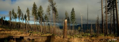 Wildhorse Meadow, Siskiyou National Forest, OR
