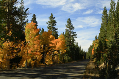 Fall Aspens along Rock Creek