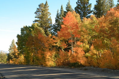 Fall Aspens along Rock Creek