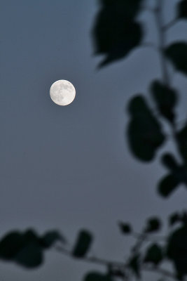 The Moon and Aspen Leaves