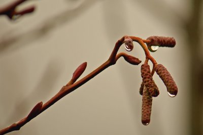 January 17 Red Alder Buds and Seeds