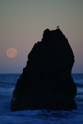 The Moon, a Bird and Bird Rock