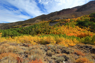 Aspens above South Fork Bishop Creek, CA