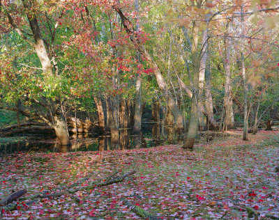 Sifton-Bog