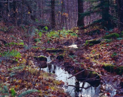 Spider Webs and Stream