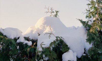 Snow Capped Hedge