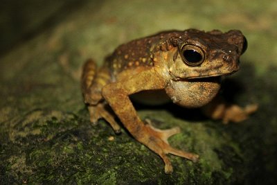 Brown Tree Toad (Pedostibes hosii)