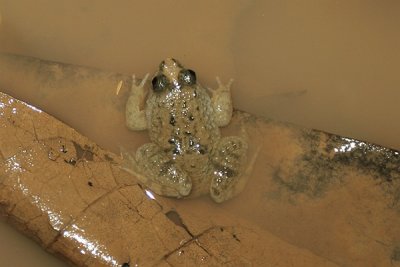 Puddle Frog (Occidozyga laevis)