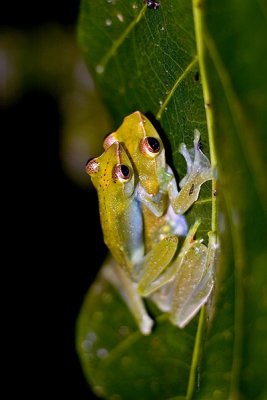 Rhacophorus dulitensis