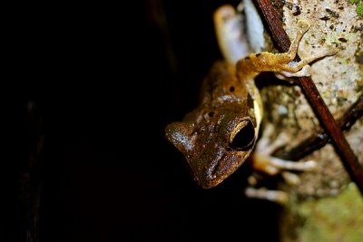 Polypedates macrotis