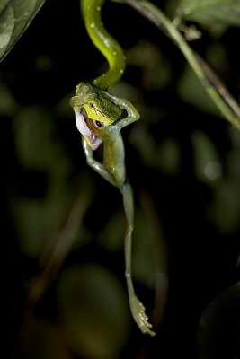 Tropidolaemus wagleri and Rhachophorus dulitensis