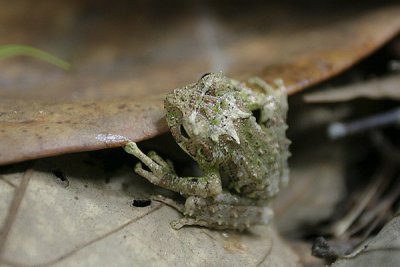 Rhacophorus everetti