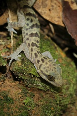 Cyrtodactylus baluensis