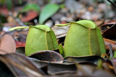 Pitcher Plant
