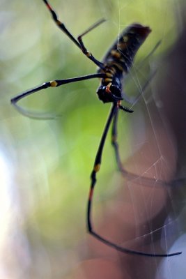 Golden Orb Web Spider