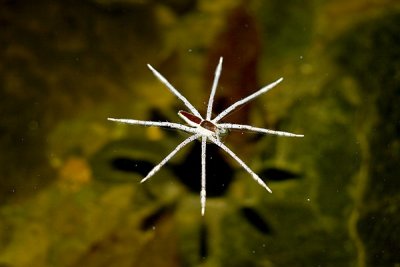 Spider on Surface