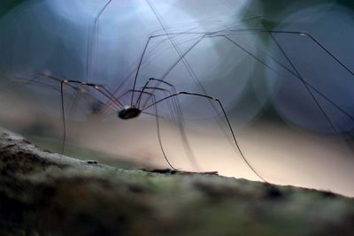 Harvestman (Opiliones)