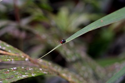 Small Beetle