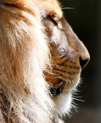 zoo_en_macro