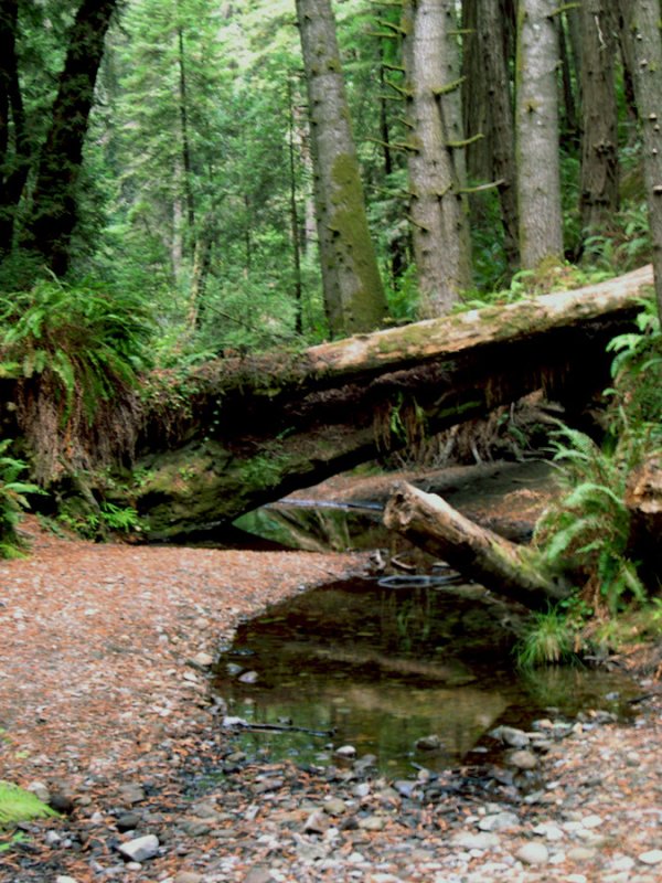 The Creek