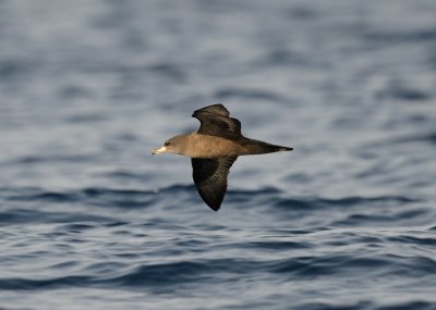 3. Flesh-footed Shearwater - Puffinus carneipes