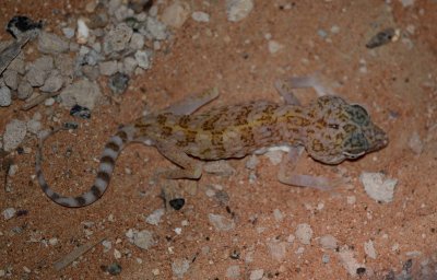 6. Dune Sand Gecko - Stenodactylus doriae