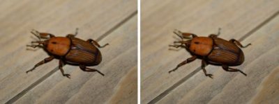 Dryophthoridae - Palm Weevils (family): 1 species