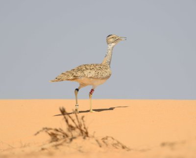 1. Macqueens Bustard - Chlamydotis macqueenii