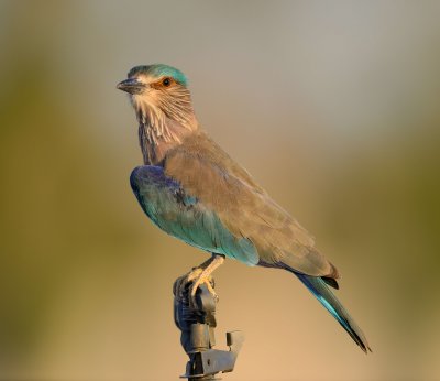 2. Indian Roller - Coracias benghalensis