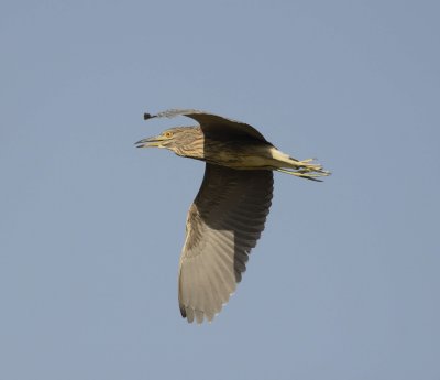 12. Black-crowned Night Heron - Nycticorax nycticorax