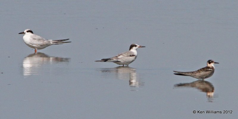 Black, Common & Forster's Terns, Oologah Lake, Rogers Co, OK, 9-5-12, Ja_7517.jpg