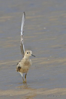Buff-breasted Sandpiper, Oologah Lake, Rogers Co, OK, 9-7-12, Ja_9013.jpg