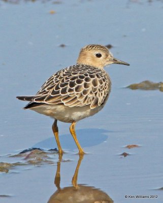 Buff-breasted Sandpiper, Oologah Lake, Rogers Co, OK, 9-9-12, Ja_22203.jpg