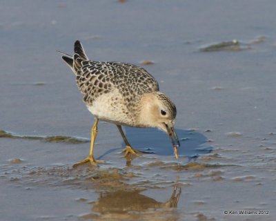 Buff-breasted Sandpiper, Oologah Lake, Rogers Co, OK, 9-9-12, Ja_22322.jpg