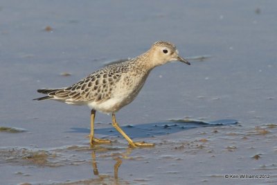 Buff-breasted Sandpiper, Oologah Lake, Rogers Co, OK, 9-9-12, Ja_22323.jpg