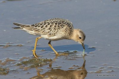 Buff-breasted Sandpiper, Oologah Lake, Rogers Co, OK, 9-9-12, Ja_22326.jpg