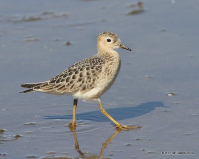 Buff-breasted Sandpiper, Oologah Lake, Rogers Co, OK, 9-9-12, Ja_22328.jpg