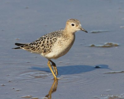 Buff-breasted Sandpiper, Oologah Lake, Rogers Co, OK, 9-9-12, Ja_22329.jpg
